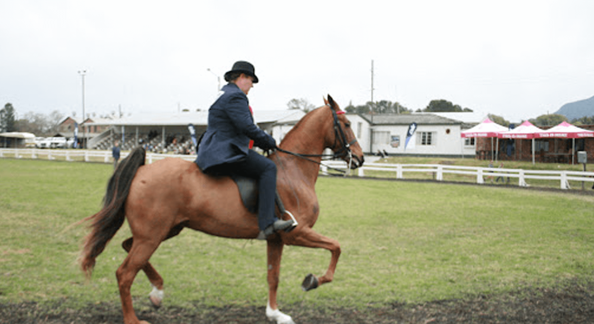 Horse grazing peacefully in a field