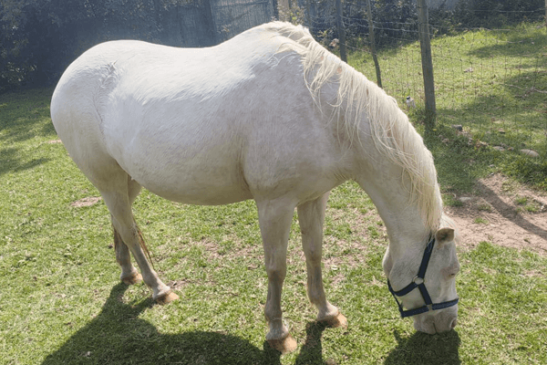 A small, friendly pony named Ghosty