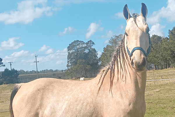 A spirited chestnut horse named Hunter