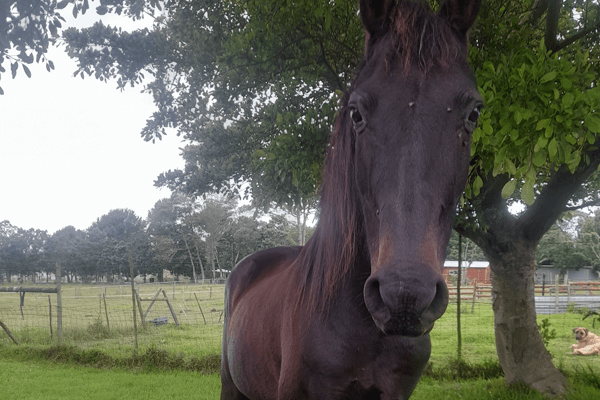 A calm, dark horse named Olie