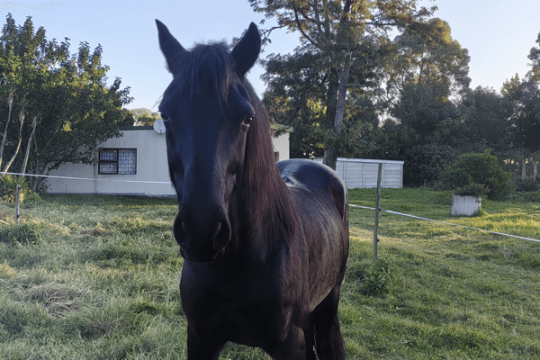 A powerful dark horse named Spartan